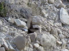 Oenanthe leucura