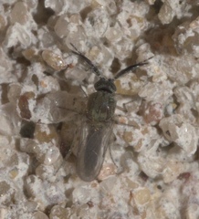 Ceratopogonidae