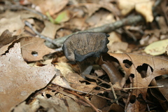 Craterellus fallax
