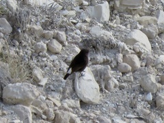 Oenanthe leucura