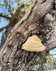 Fomes fomentarius