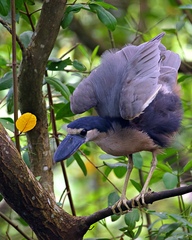 Cochlearius cochlearius