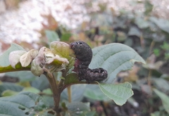 Spodoptera latifascia