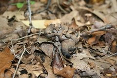 Craterellus fallax