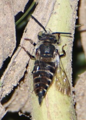 Coelioxys octodentatus