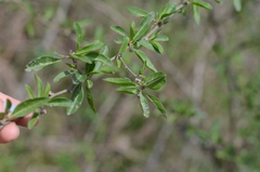 Lycium cestroides