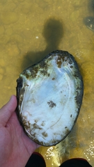 Lasmigona complanata