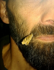 Pararge aegeria aegeria