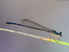 Nososticta kalumburu