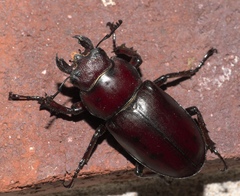 Lucanus elaphus