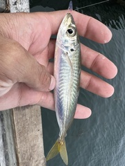 Decapterus punctatus