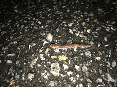 Hemidactylium scutatum