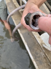 Micropterus dolomieu