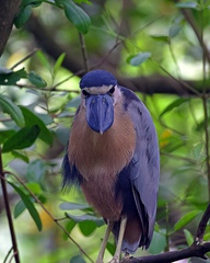 Cochlearius cochlearius