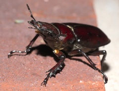 Lucanus elaphus
