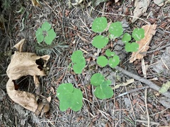 Vancouveria hexandra