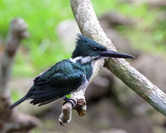 Chloroceryle amazona