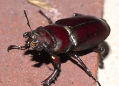 Lucanus elaphus
