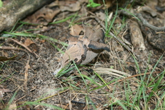 Craterellus fallax