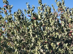 Prunus ilicifolia