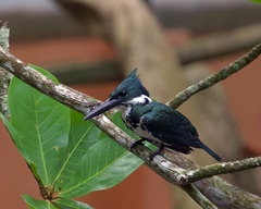 Chloroceryle amazona