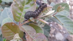 Spodoptera latifascia