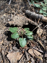 Eriogonum nudum