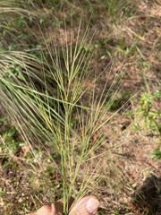 Aristida tuberculosa