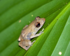 Diasporus diastema