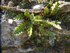 Asplenium ceterach