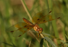 Perithemis intensa