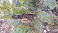 Spodoptera latifascia