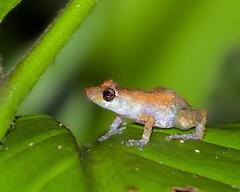 Diasporus diastema