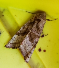 Phlogophora periculosa