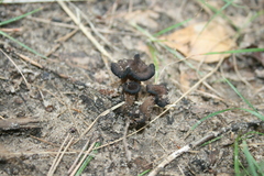 Craterellus fallax