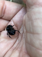 Geotrupes balyi