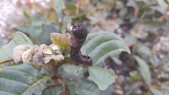 Spodoptera latifascia