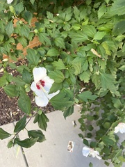 Hibiscus