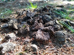 Vertebrata