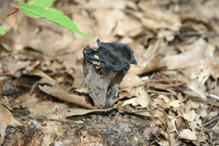 Craterellus fallax