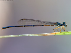 Nososticta kalumburu