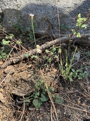 Eriogonum nudum