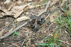 Craterellus fallax