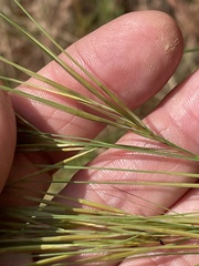 Aristida tuberculosa