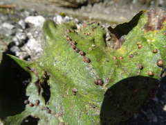 Ceroplastes rusci
