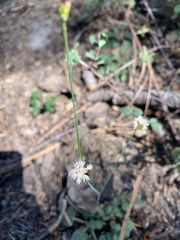 Eriogonum nudum