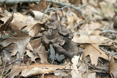 Craterellus fallax