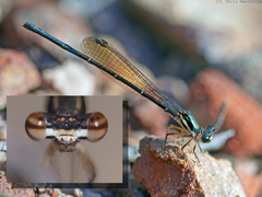 Nososticta kalumburu