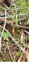 Caladenia concinna