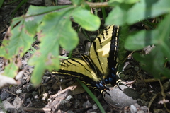 Papilio multicaudata multicaudata